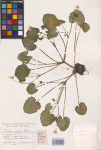 Ficaria verna Huds., Eastern Europe, West Ukrainian region (E13) (Ukraine)