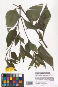 Helianthus tuberosus L., Eastern Europe, Moscow region (E4a) (Russia)