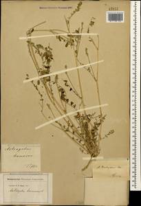 Astragalus hamosus L., Caucasus, Georgia (K4) (Georgia)