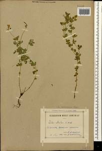 Lotus corniculatus subsp. corniculatus, Caucasus, Armenia (K5) (Armenia)