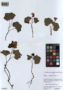 Rubus chamaemorus L., Siberia, Altai & Sayany Mountains (S2) (Russia)