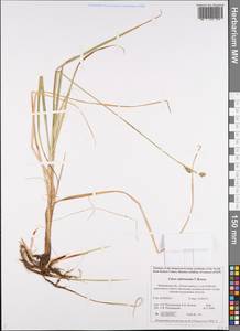 Carex adelostoma V.I.Krecz., Eastern Europe, Northern region (E1) (Russia)