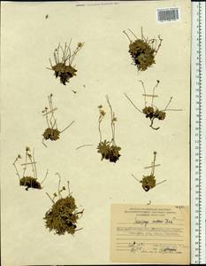 Micranthes merkii subsp. merkii, Siberia, Chukotka & Kamchatka (S7) (Russia)