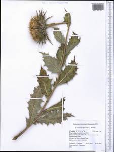 Cousinia speciosa C. Winkl., Middle Asia, Pamir & Pamiro-Alai (M2) (Kyrgyzstan)