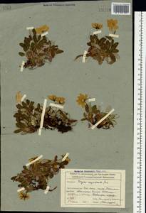 Dryas octopetala subsp. oxyodonta (Juz.) Hultén, Siberia, Altai & Sayany Mountains (S2) (Russia)