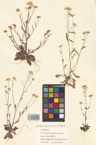 Arabidopsis arenosa (L.) Lawalrée, Eastern Europe, Lithuania (E2a) (Lithuania)