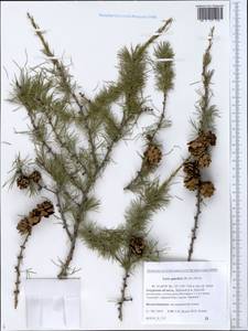 Larix gmelinii (Rupr.) Kuzen., Siberia, Russian Far East (S6) (Russia)