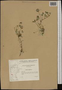 Trifolium fragiferum L., Western Europe (EUR) (Denmark)