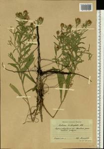 Centaurea trichocephala M. Bieb. ex Willd., Eastern Europe, North Ukrainian region (E11) (Ukraine)