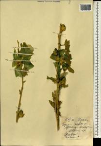 Althaea, South Asia, South Asia (Asia outside ex-Soviet states and Mongolia) (ASIA) (Iran)