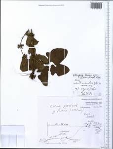 Lamiaceae, Africa (AFR) (Ethiopia)