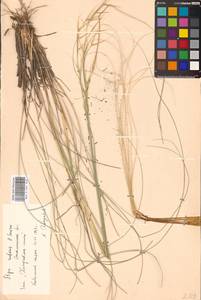 Stipa zalesskyi Wilensky ex Grossh., Eastern Europe, South Ukrainian region (E12) (Ukraine)