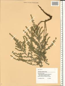 Artemisia austriaca Jacq., Eastern Europe, Lower Volga region (E9) (Russia)