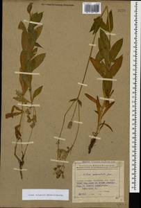 Silene vulgaris (Moench) Garcke, Caucasus, Azerbaijan (K6) (Azerbaijan)