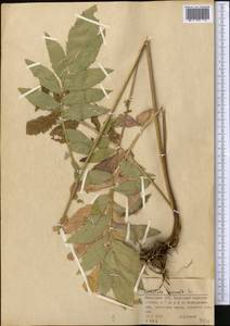 Serratula coronata L., Middle Asia, Muyunkumy, Balkhash & Betpak-Dala (M9) (Kazakhstan)