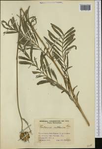 Rhaponticoides ruthenica (Lam.) M. V. Agab. & Greuter, Western Europe (EUR) (Romania)