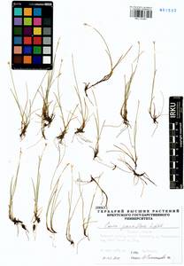 Carex pauciflora Lightf., Siberia, Western Siberia (S1) (Russia)