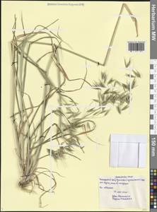 Avena sterilis subsp. ludoviciana (Durieu) Nyman, Caucasus, Black Sea Shore (from Novorossiysk to Adler) (K3) (Russia)