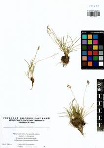 Poa supina Schrad., Siberia, Baikal & Transbaikal region (S4) (Russia)