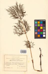 Equisetum sylvaticum L., Siberia, Russian Far East (S6) (Russia)