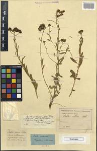 Haplophyllum villosum (M. Bieb.) G. Don, Caucasus, Dagestan (K2) (Russia)