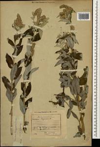 Mentha longifolia (L.) L., Caucasus, Georgia (K4) (Georgia)