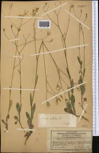 Crepis pulchra L., Middle Asia, Pamir & Pamiro-Alai (M2) (Kyrgyzstan)