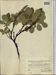 Salix lanata L., Siberia, Chukotka & Kamchatka (S7) (Russia)