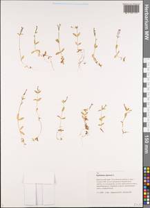 Epilobium palustre L., Siberia, Chukotka & Kamchatka (S7) (Russia)