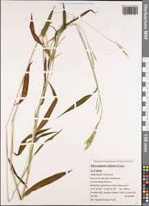 Microstegium fasciculatum (L.) Henrard, South Asia, South Asia (Asia outside ex-Soviet states and Mongolia) (ASIA) (Vietnam)