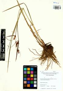Carex vesicata Meinsh., Siberia, Baikal & Transbaikal region (S4) (Russia)