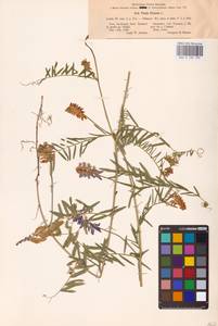 Vicia cracca L., Eastern Europe, Western region (E3) (Russia)