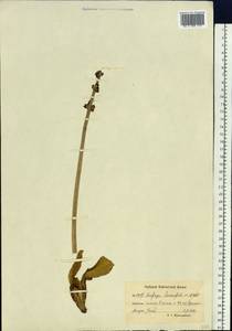 Micranthes hieraciifolia (Waldst. & Kit.) Haw., Siberia, Chukotka & Kamchatka (S7) (Russia)