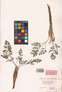 Prangos odontalgica (Pall.) Herrnst. & Heyn, Eastern Europe, Lower Volga region (E9) (Russia)