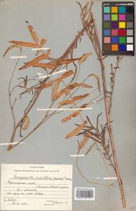 Poterium tenuifolium var. alba (Trautv. & C. A. Mey.), Siberia, Russian Far East (S6) (Russia)