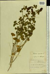 Trifolium incarnatum L., Eastern Europe, Moscow region (E4a) (Russia)