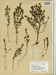 Euphrasia ×vernalis List, Eastern Europe, Northern region (E1) (Russia)