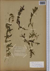 Lathyrus cicera L., Western Europe (EUR) (France)