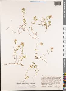 Thymus mongolicus (Ronniger) Ronniger, Siberia, Yakutia (S5) (Russia)