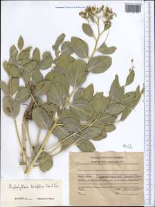 Haplophyllum latifolium Kar. & Kir., Middle Asia, Dzungarian Alatau & Tarbagatai (M5) (Kazakhstan)