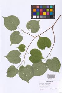 Tilia cordata Mill., Eastern Europe, North-Western region (E2) (Russia)