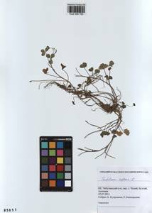 KUZ 000 753, Trifolium repens L., Siberia, Altai & Sayany Mountains (S2) (Russia)