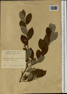 Salix caprea × starkeana, Eastern Europe, Central region (E4) (Russia)