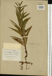 Chamaenerion angustifolium (L.) Scop., Eastern Europe, Belarus (E3a) (Belarus)