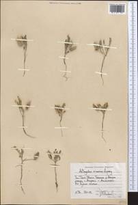 Astragalus vicarius Lipsky, Middle Asia, Western Tian Shan & Karatau (M3) (Uzbekistan)