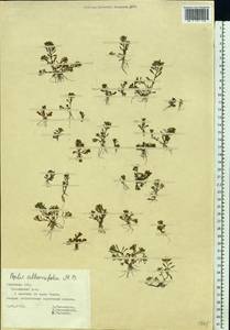 Lythrum volgense D. A. Webb, Eastern Europe, Central forest-and-steppe region (E6) (Russia)