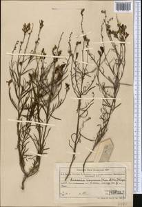 Linaria ramosa (Kar. & Kir.) Kuprian., Middle Asia, Muyunkumy, Balkhash & Betpak-Dala (M9) (Kazakhstan)