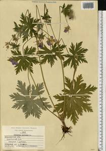 Geranium pratense L., Eastern Europe, Central region (E4) (Russia)