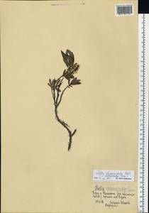 Salix rhamnifolia subsp. rhamnifolia, Siberia, Russian Far East (S6) (Russia)