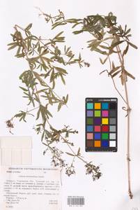 Galium intermedium Schult., Eastern Europe, Belarus (E3a) (Belarus)